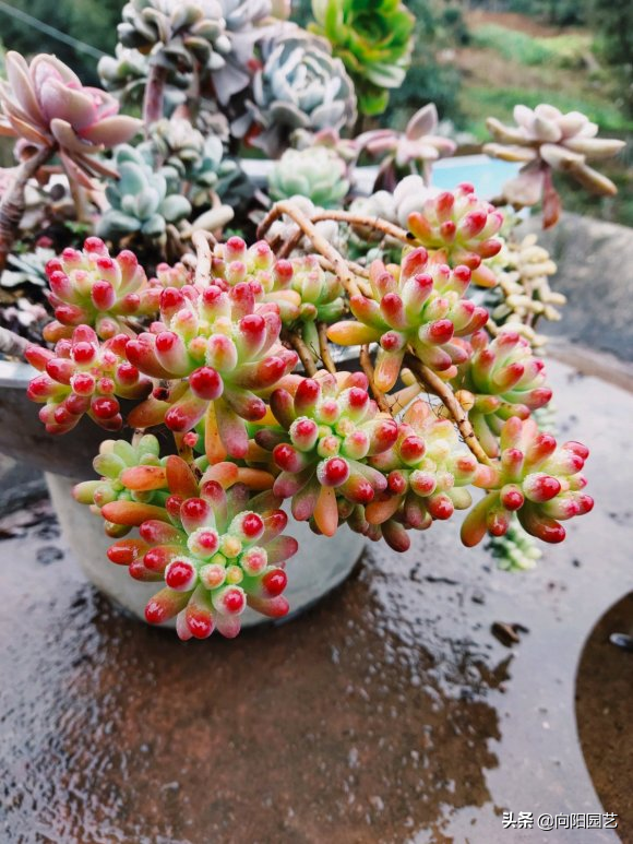 花型多肉_多肉花植物样品_多肉花样子介绍