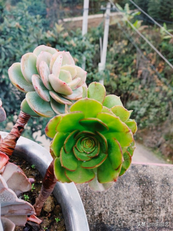 多肉花植物样品_多肉花样子介绍_花型多肉