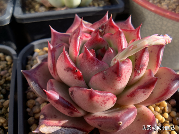 多肉花样子介绍_花型多肉_多肉花植物样品