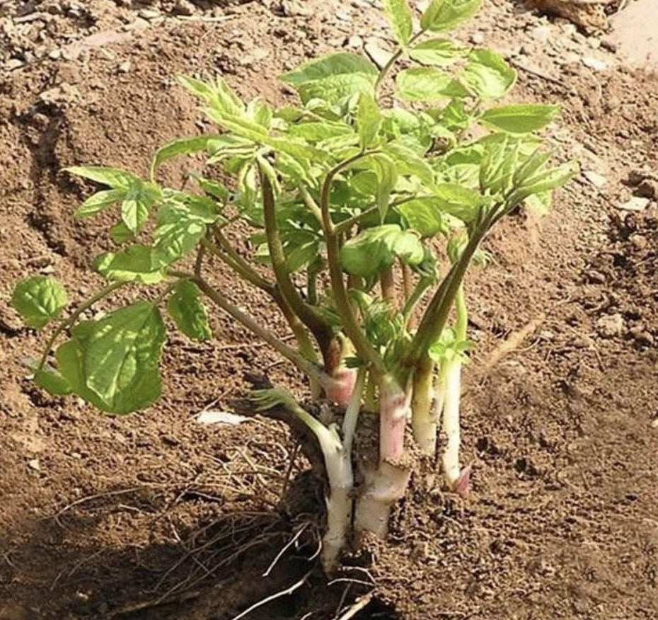 刺老芽移栽_刺老芽种植栽培技术_刺老芽栽培技术视频