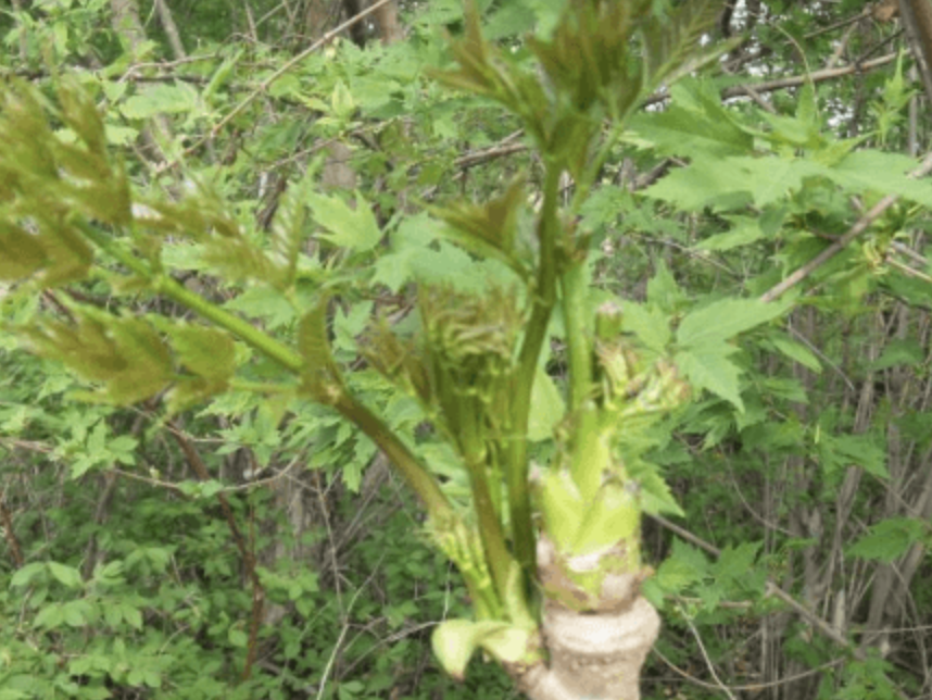 刺老芽移栽_刺老芽种植栽培技术_刺老芽栽培技术视频