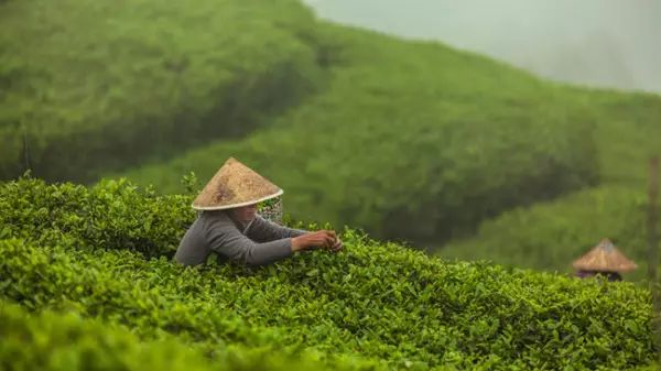 中药白牡丹的别名_白牡丹药材_白牡丹药用价值