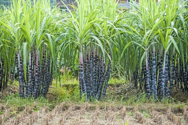 甘蔗种植方法和技术图片_甘蔗种植方法和技术_甘蔗种植方法