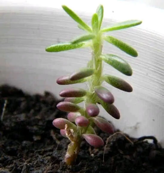 阿伦培多肉_多肉植物阿伦培_多肉阿伦培状态图