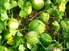 高鹏说药材：年种植这些药食同源药材品种效益还不错