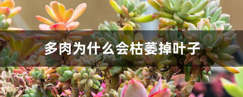 多肉植物烂叶_多肉烂叶_多肉烂叶是什么原因