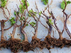 葡萄树苗怎么种植？盆栽葡萄种植方法
