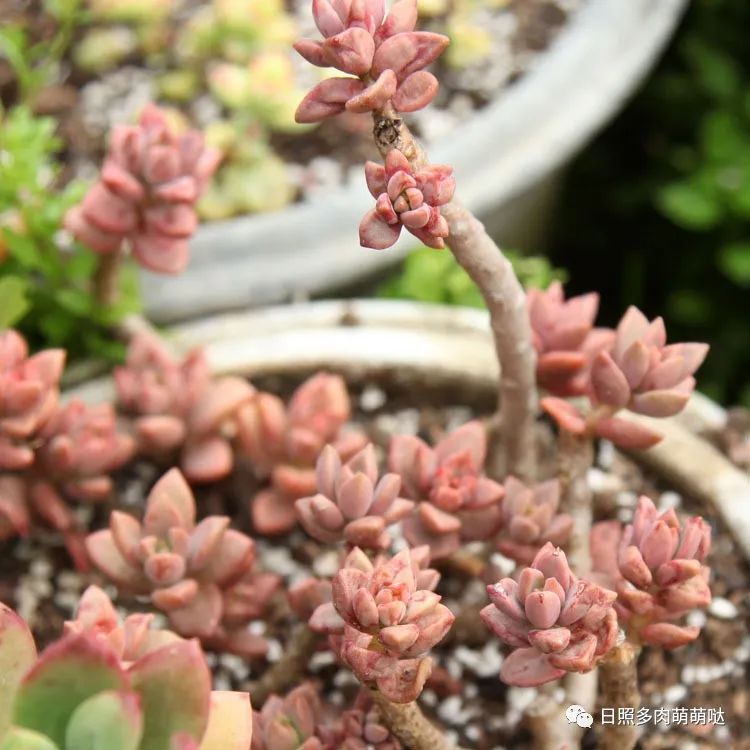 多肉植物姬胧月_多肉姬胧月_多肉姬胧月有几个品种