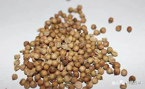 香菜怎么种植_香菜种植方法和时间_香菜种植的温度是多少