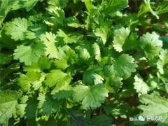 怎么种植香菜发芽出苗快？是否破壳、气候适宜、土湿等情况