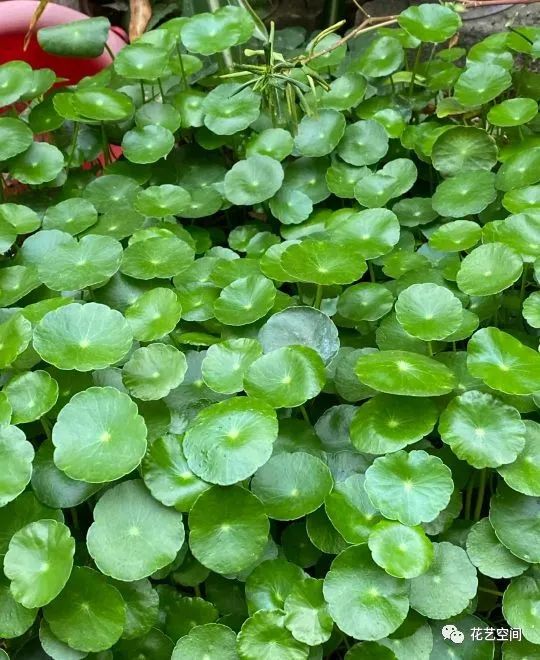 铜钱草容易开花吗_开花容易铜钱草怎么办_铜钱草开花会影响生长吗