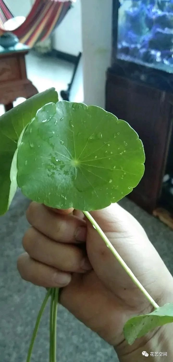 铜钱草容易开花吗_铜钱草开花会影响生长吗_开花容易铜钱草怎么办