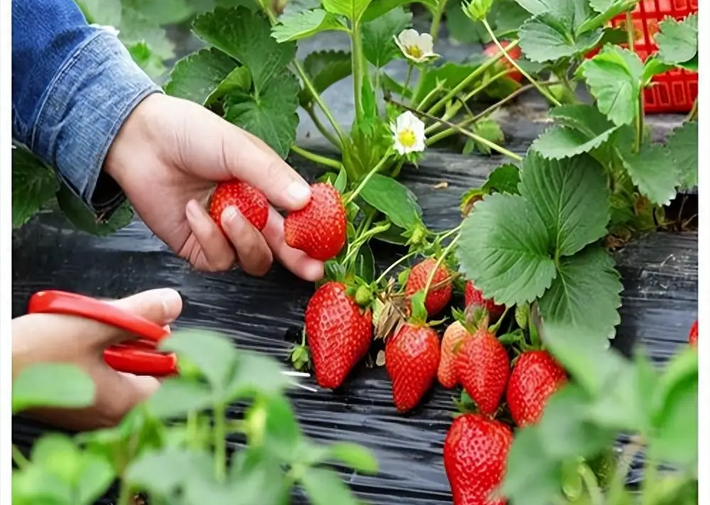 种草莓怎么能甜_如何种出甜草莓_草莓怎么种植才能又大又甜