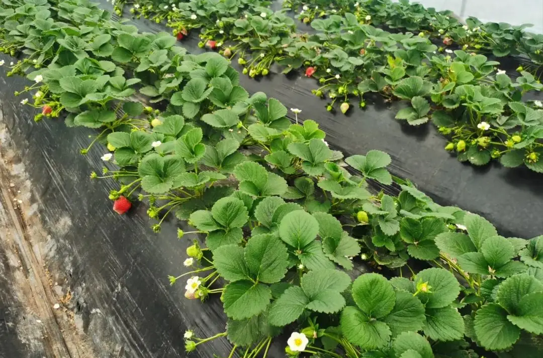 草莓怎么种植才能又大又甜_如何种出甜草莓_种草莓怎么能甜