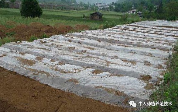 种植天麻时候施肥好吗_种植天麻怎么样_天麻什么时候种植