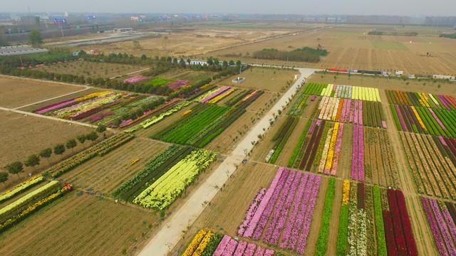 花卉批发绿植市场在哪_花卉绿植批发_花卉绿植批发市场