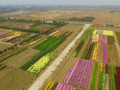 “广州绿植批发基地在哪里？全国大型绿植批发市场推荐！”