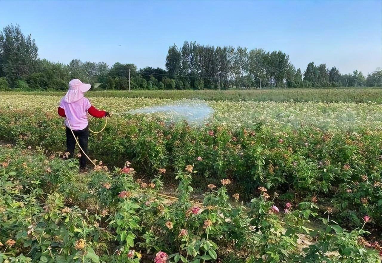 常见药锦多肉_药锦多肉还能养活吗_什么是药锦多肉