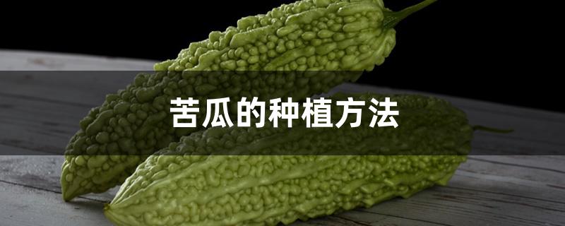 苦瓜种植时候好浇水吗_苦瓜什么时候种植最好_苦瓜种植期