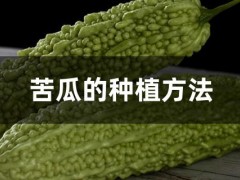 苦瓜的种植方法