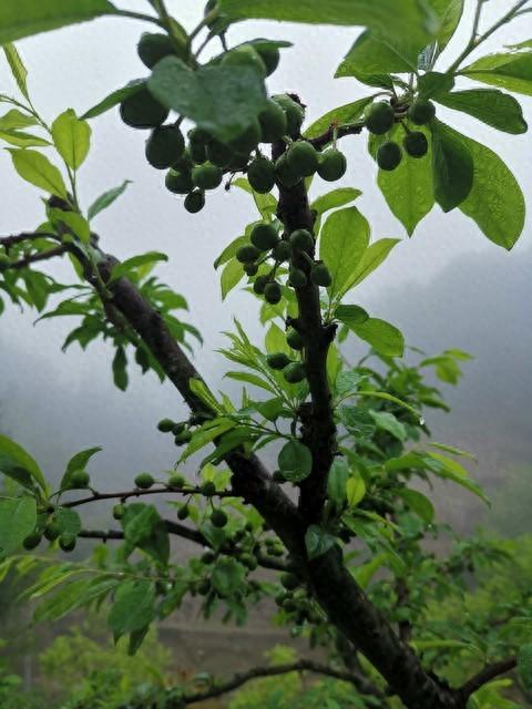 车厘子在南方可以种植吗_南方能种车厘子_南方种植车厘子可以吗视频