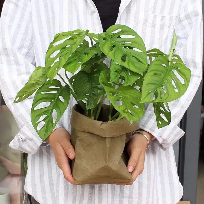 家里种绿植有什么讲究_家里种绿植的好处_家里种什么绿植