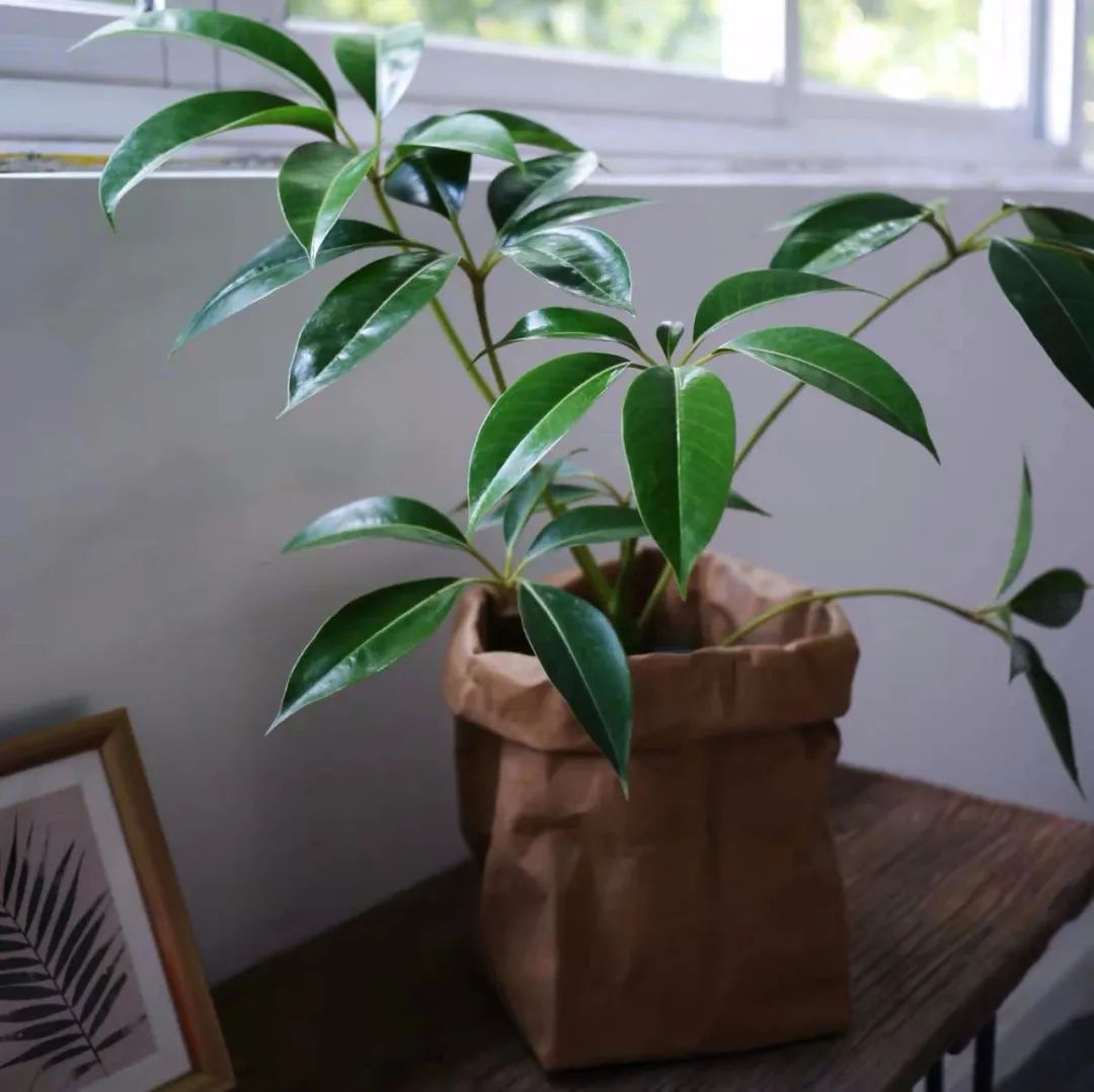 家里种什么绿植_家里种绿植的好处_家里种绿植有什么讲究