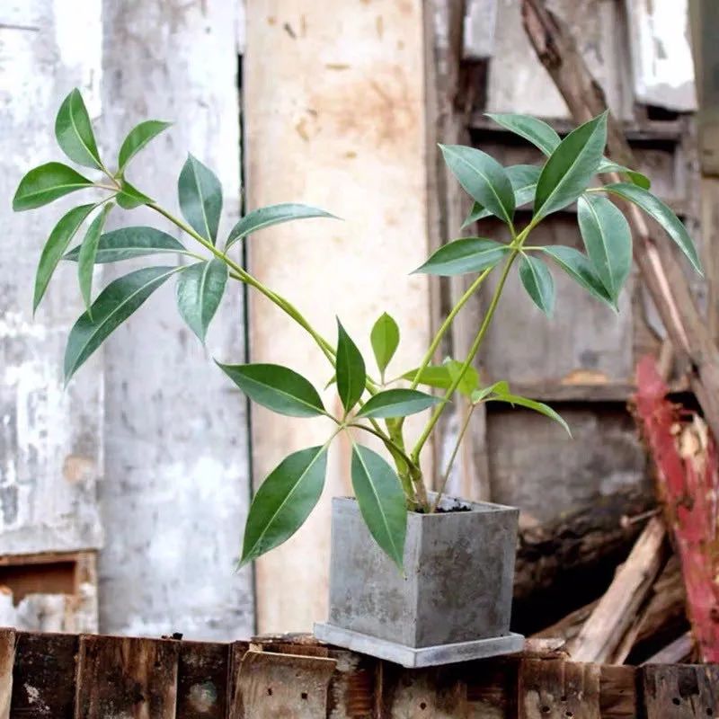 家里种绿植有什么讲究_家里种绿植的好处_家里种什么绿植