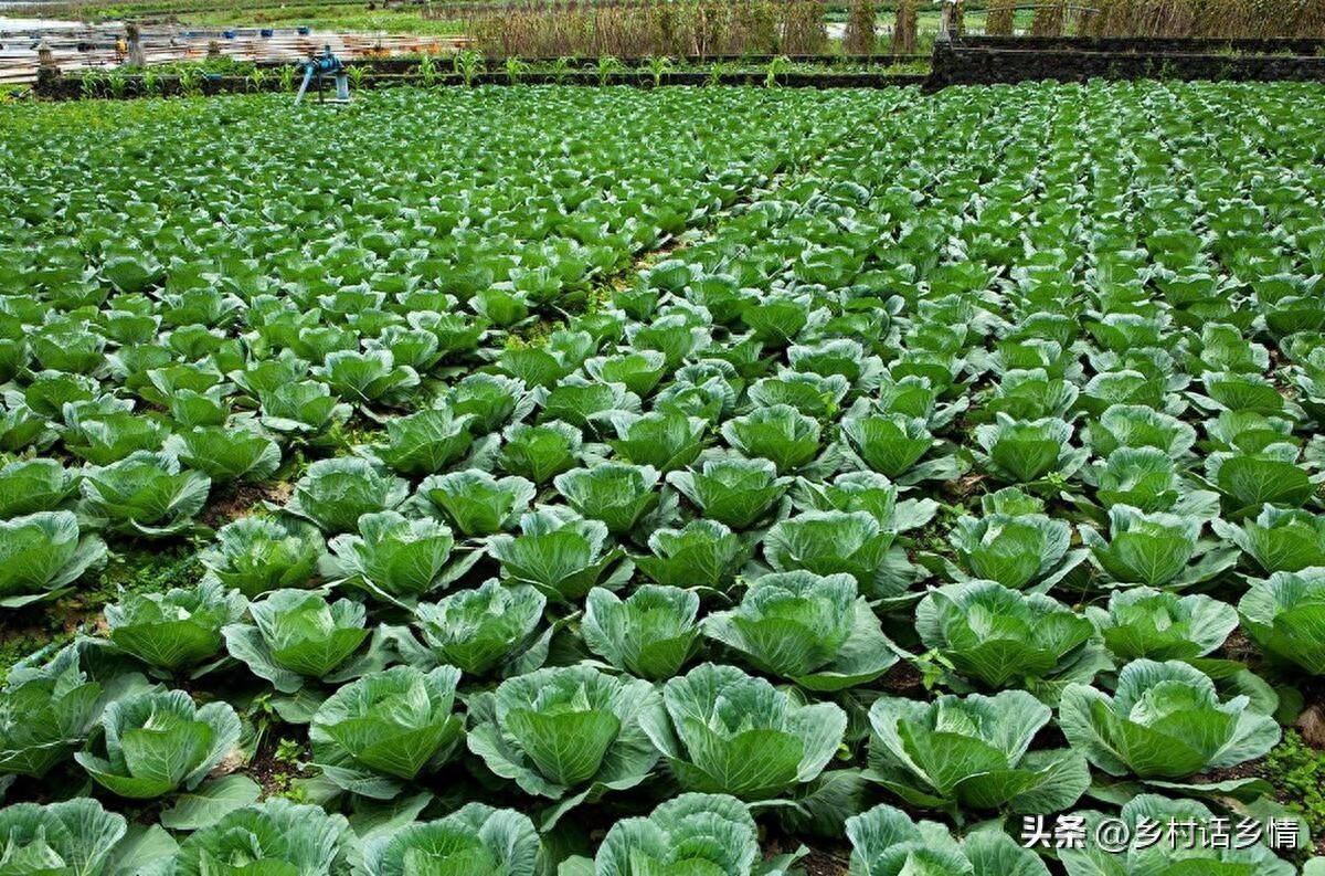 大白菜农药超标吗_大白菜有农药吗_白菜农药