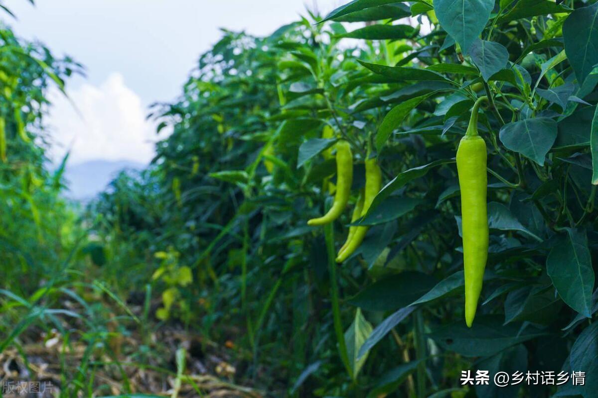 大白菜有农药吗_白菜农药_大白菜农药超标吗