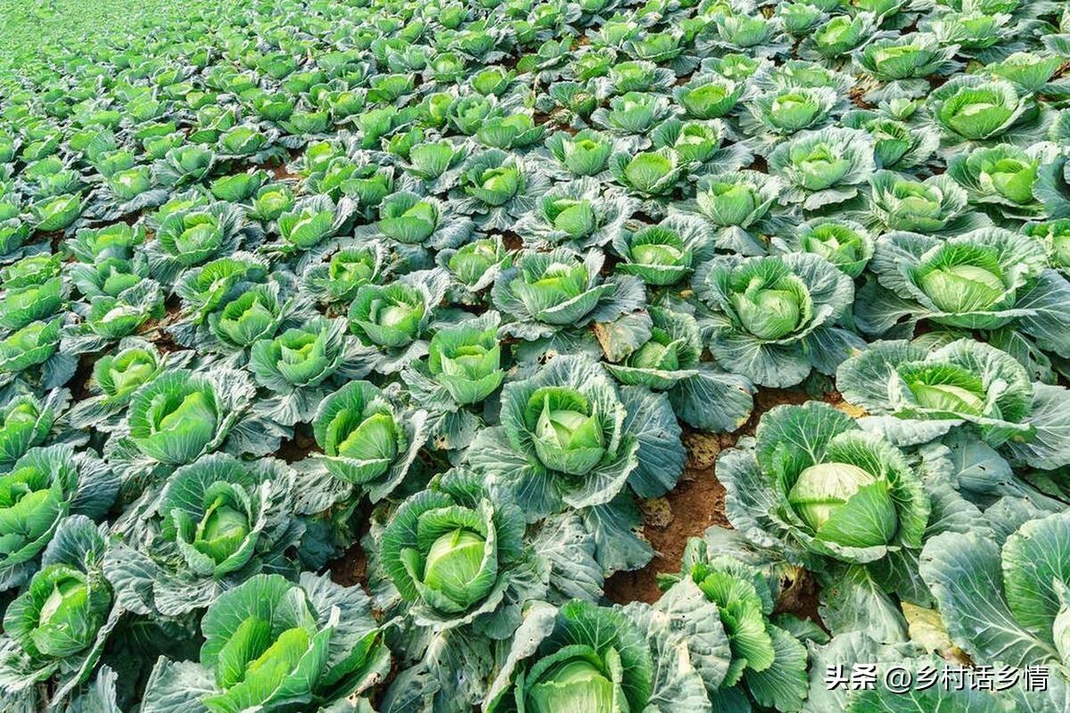 大白菜农药超标吗_大白菜有农药吗_白菜农药