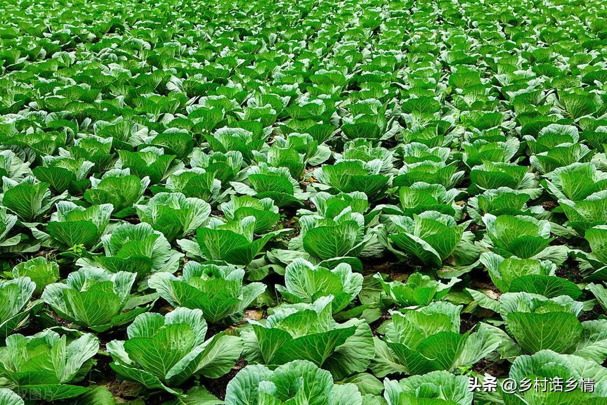 白菜农药_大白菜农药超标吗_大白菜有农药吗