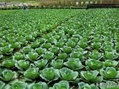 蔬菜上有虫子别打农药，记住三种生物防虫剂，效果好还没有危害