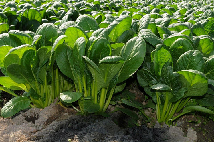 秋冬季阳台栽啥植物好_秋冬季节阳台种什么花_秋冬季节阳台适合种什么绿植