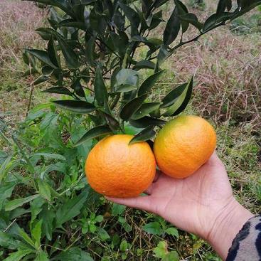 花蕾蛆特效药_花蕾蛆的防治药剂_花蕾蛆用什么农药