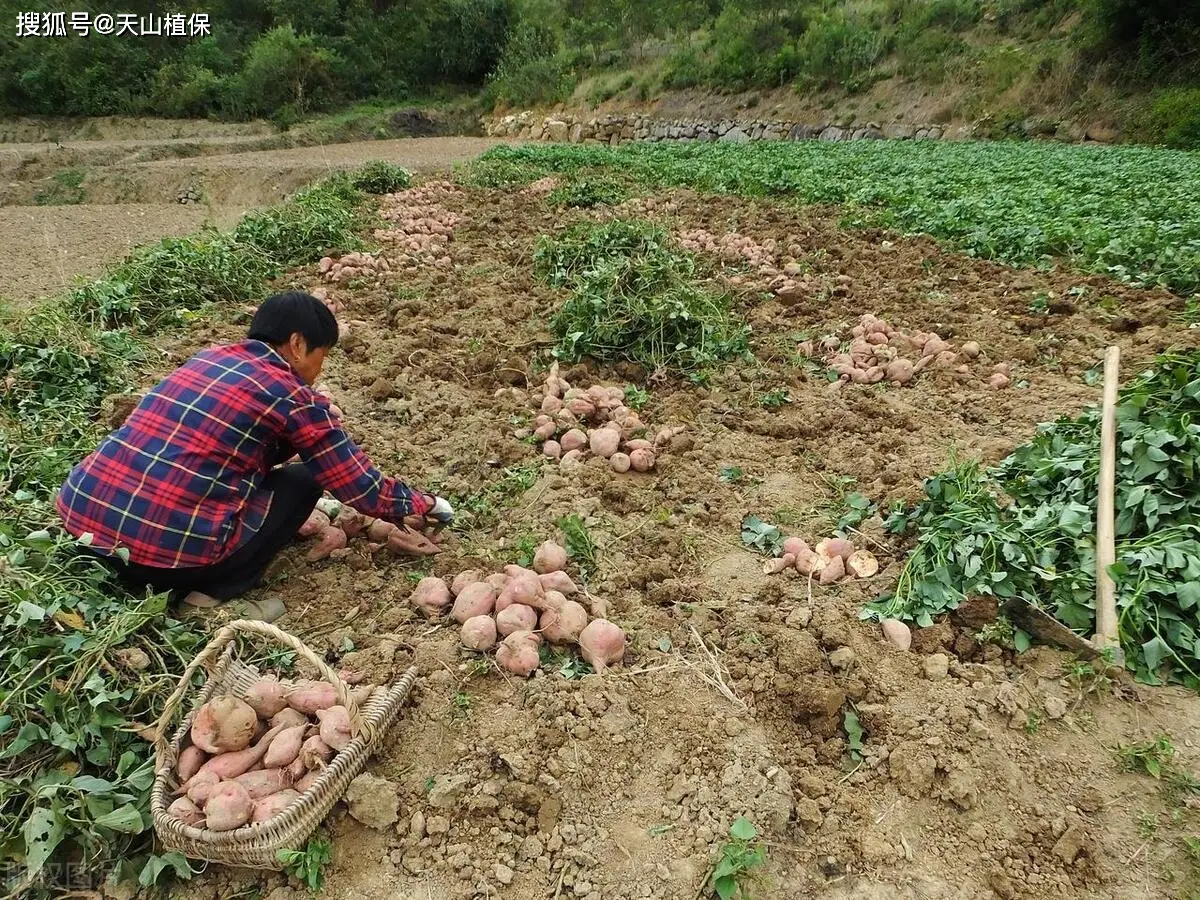 红薯种植方法和时间_红薯种植方法_红薯种植方法和步骤