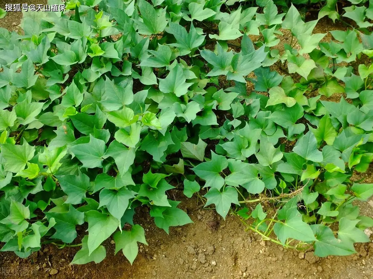 红薯种植方法和步骤_红薯种植方法_红薯种植方法和时间