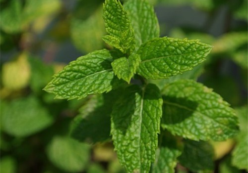 薄荷种植_薄荷种植方法_薄荷种植方法步骤