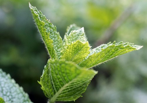 薄荷种植方法步骤_薄荷种植方法_薄荷种植