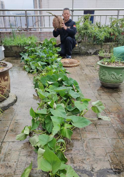 红薯种植下蛋方法图片_红薯下蛋的种植方法_红薯种植下蛋方法图解