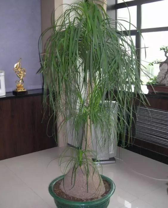 家里养绿植好_家里养绿植有什么讲究_家庭绿植什么最好养