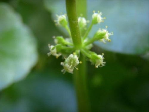 室内养铜钱草好吗_室内养铜钱草好吗_室内养铜钱草好吗