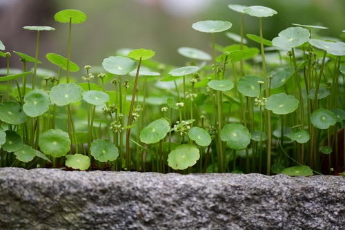 室内养铜钱草好吗_室内养铜钱草好吗_室内养铜钱草好吗