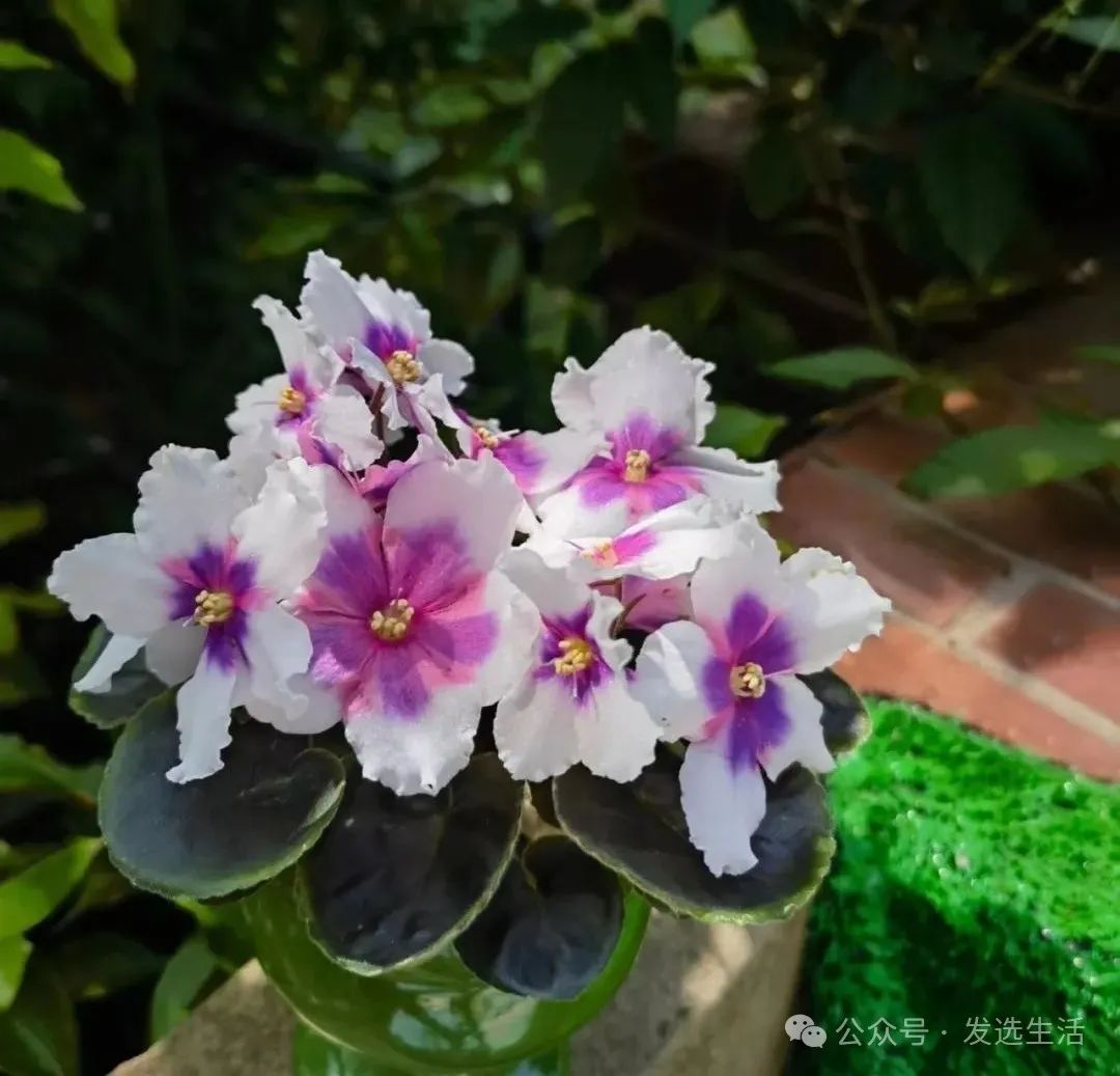 室内植物耐阴_室内耐阴绿植有哪些_绿植耐阴