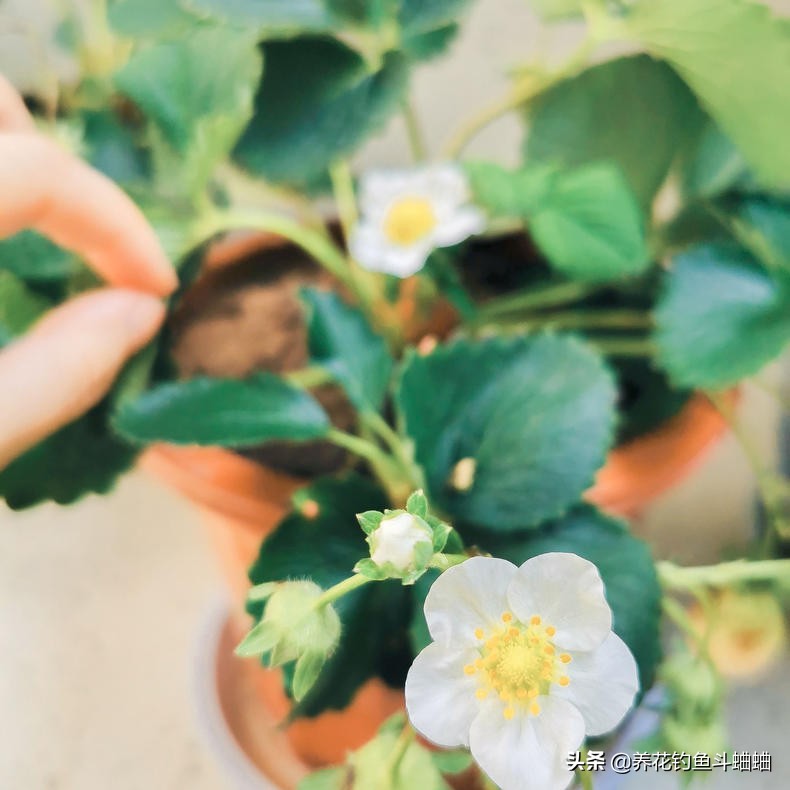 种植草莓什么土壤最好_种植草莓的最佳时间_如何种植草莓