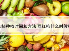 西红柿种植时间和方法 西红柿什么时候种植