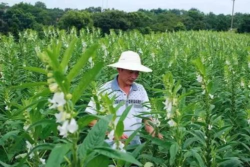 花生苗种植方法视频_花生苗的种植方法_水培花生苗的种植方法